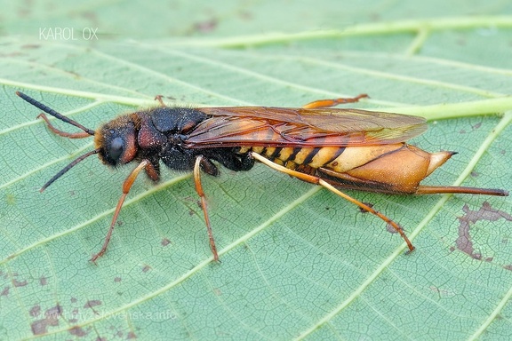 Tremex fuscicornis (2)